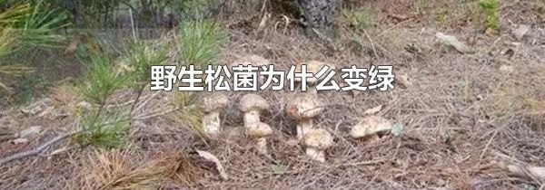 野生松菌为什么变绿