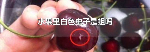 水果里白色虫子是蛆吗