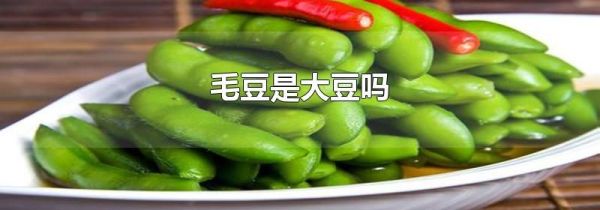 毛豆是大豆吗