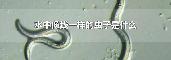水中像线一样的虫子是什么
