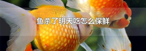 鱼杀了明天吃怎么保鲜