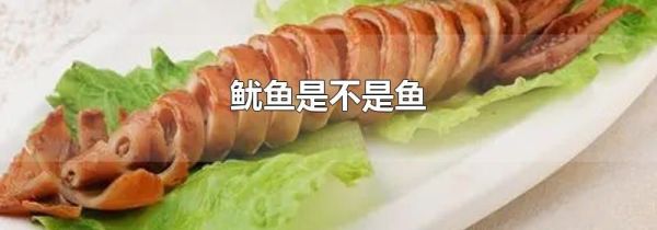 鱿鱼是不是鱼