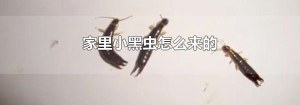 家里小黑虫怎么来的