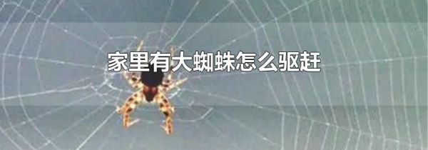 家里有大蜘蛛怎么驱赶