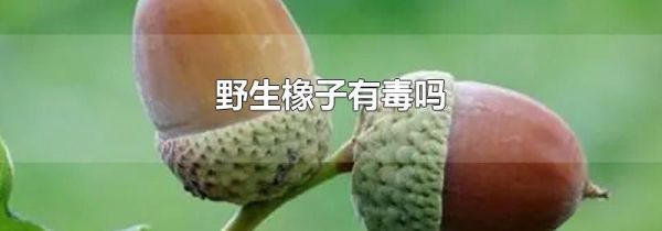 野生橡子有毒吗