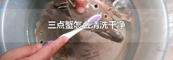 三点蟹怎么清洗干净