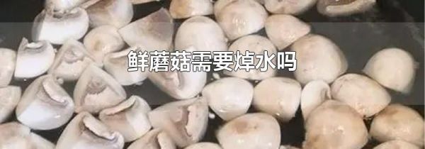 鲜蘑菇需要焯水吗