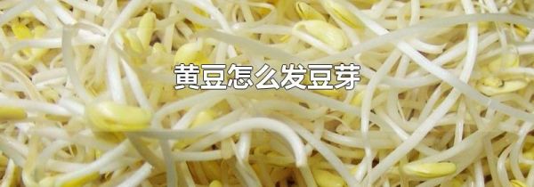 黄豆怎么发豆芽