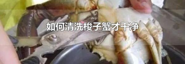 如何清洗梭子蟹才干净