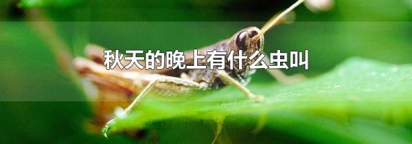 秋天的晚上有什么虫叫