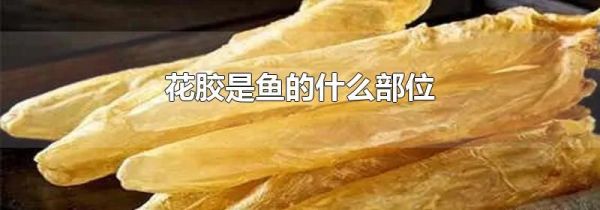 花胶是鱼的什么部位