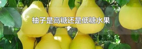 柚子是高糖还是低糖水果