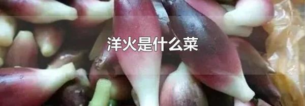 洋火是什么菜