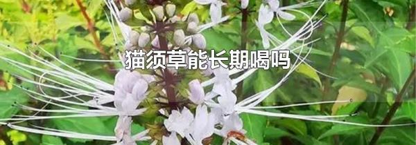 猫须草能长期喝吗