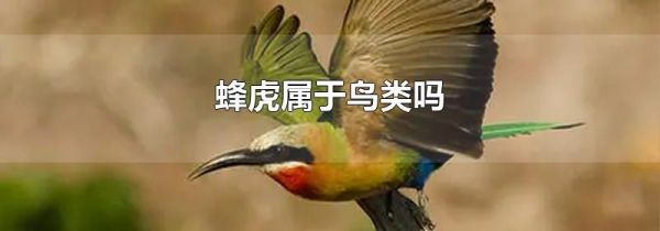 蜂虎属于鸟类吗