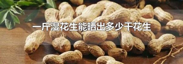 一斤湿花生能晒出多少干花生