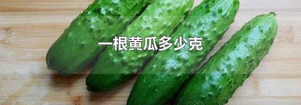 一根黄瓜多少克