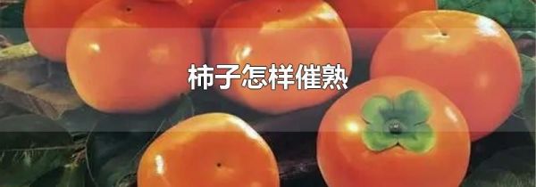 柿子怎样催熟