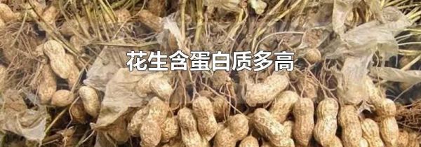 花生含蛋白质多高