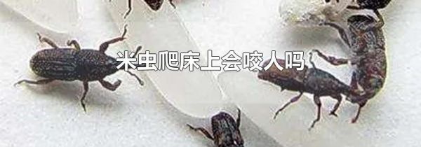 米虫爬床上会咬人吗