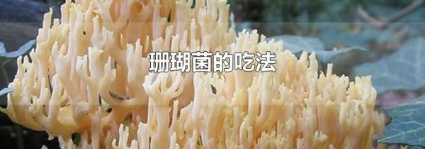珊瑚菌的吃法