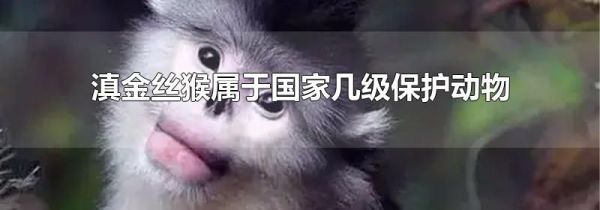 滇金丝猴属于国家几级保护动物