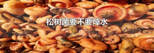 松树菌要不要焯水