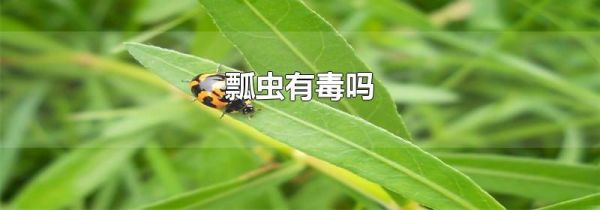 瓢虫有毒吗