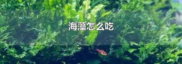 海藻怎么吃