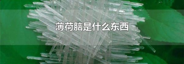 薄荷脑是什么东西