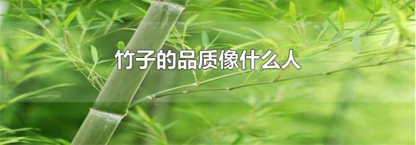 竹子的品质像什么人