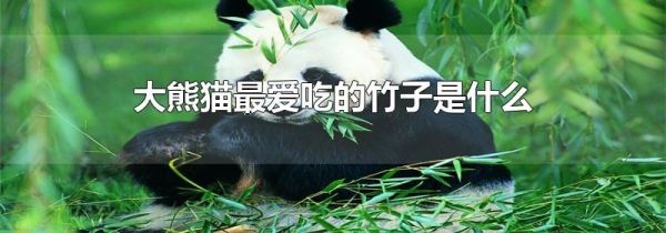大熊猫最爱吃的竹子是什么
