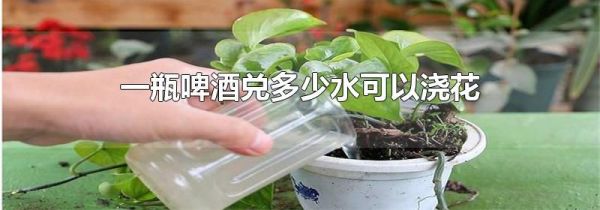 一瓶啤酒兑多少水可以浇花