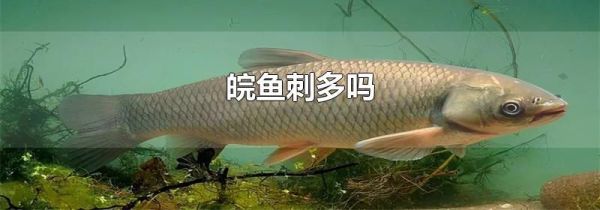 皖鱼刺多吗