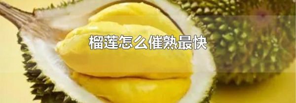 榴莲怎么催熟最快