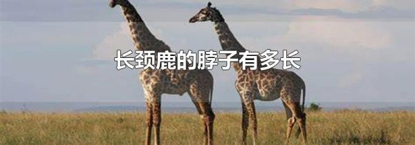 长颈鹿的脖子有多长