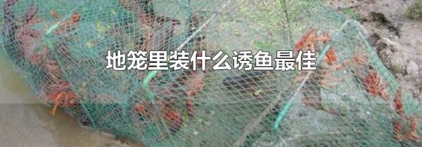 地笼里装什么诱鱼最佳