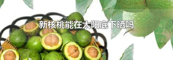 新核桃能在太阳底下晒吗