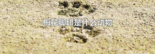 梅花脚印是什么动物