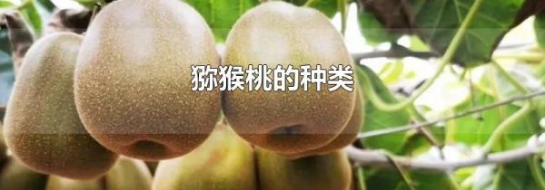 猕猴桃的种类