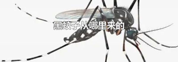 黑蚊子从哪里来的
