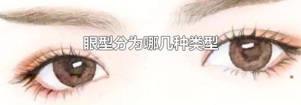 眼型分为哪几种类型