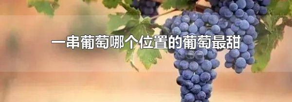 一串葡萄哪个位置的葡萄最甜