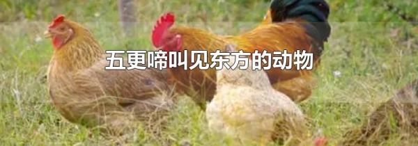 五更啼叫见东方的动物