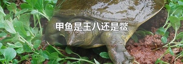 甲鱼是王八还是鳖