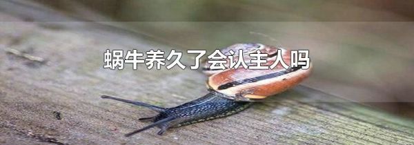蜗牛养久了会认主人吗