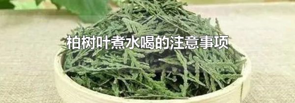 柏树叶煮水喝的注意事项