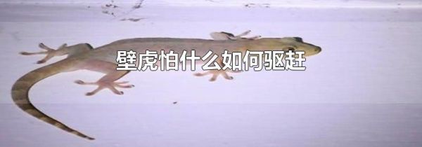 壁虎怕什么如何驱赶