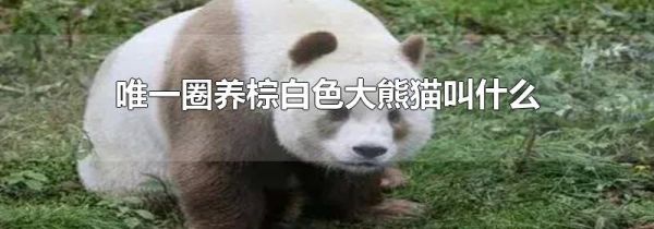 唯一圈养棕白色大熊猫叫什么