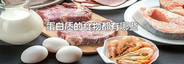 蛋白质的食物都有哪些